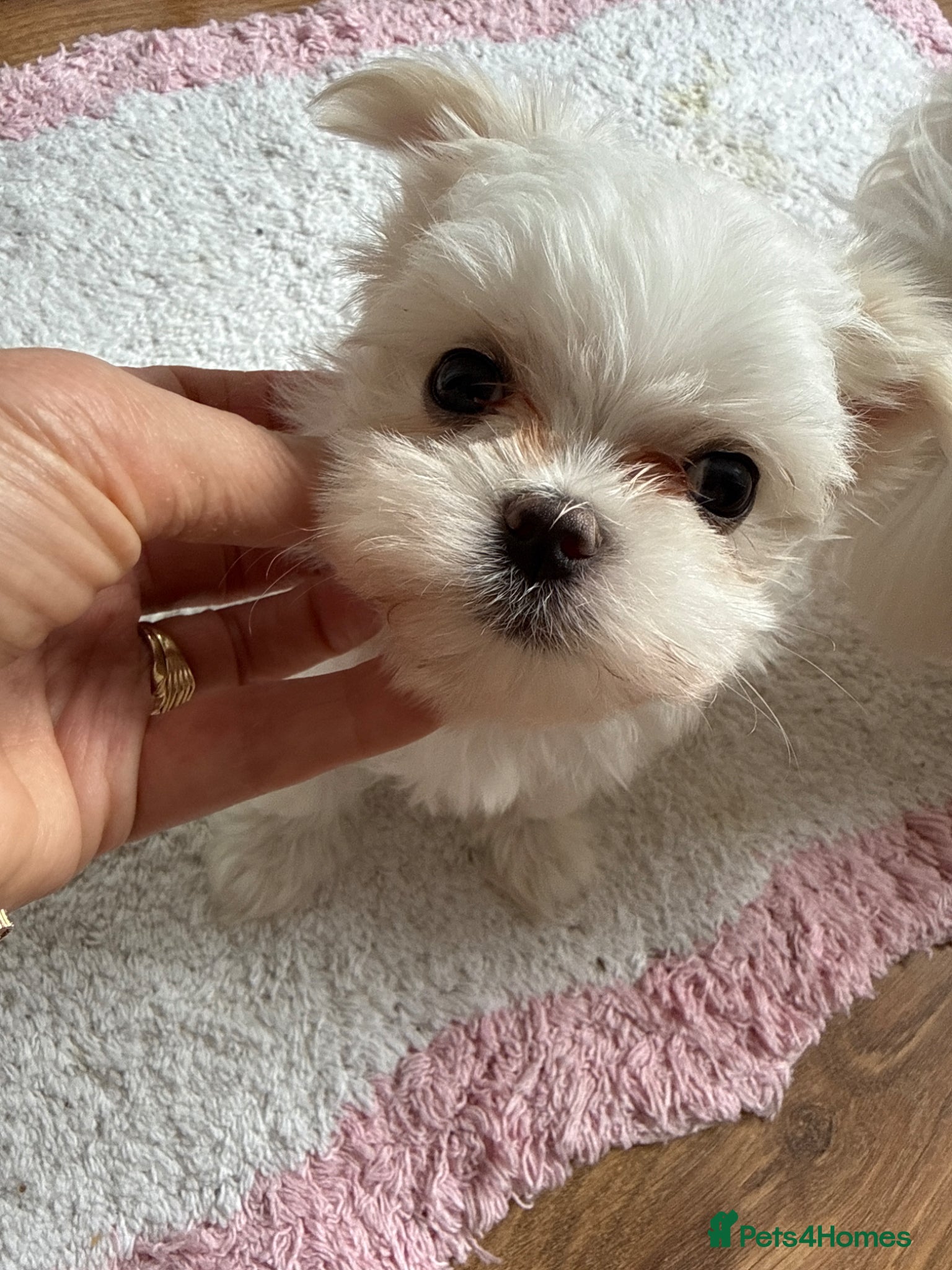 Maltese dogs 🩵Beautiful Korean Maltese puppies 🩵 - Advert 9