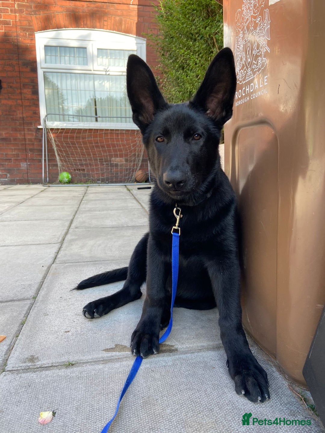 German Shepherd dogs for sale: 4 Month old German Shepherd Puppy for sale - Image 7