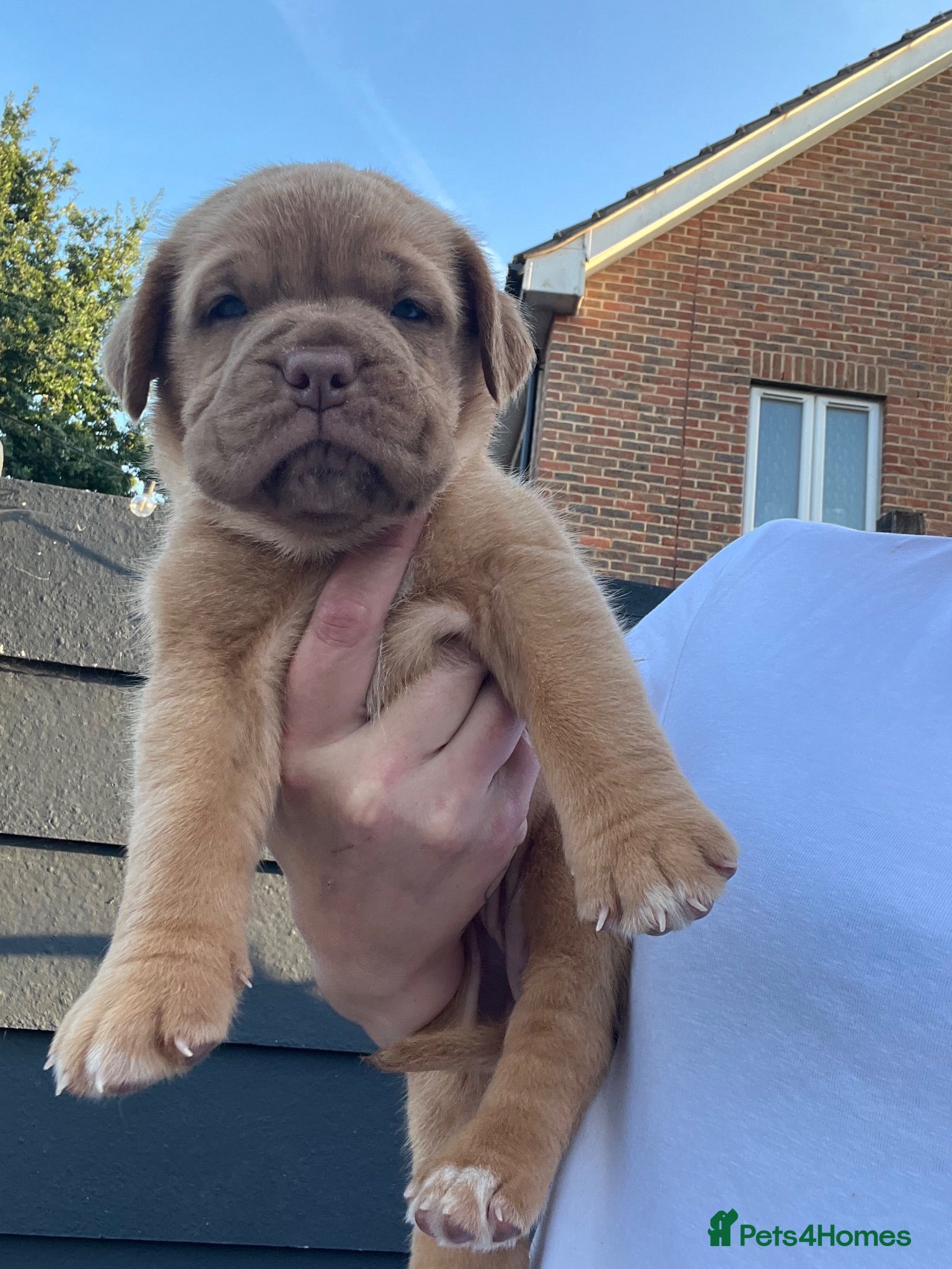 Dogue De Bordeaux dogs Dogue de Bordeaux pups - Advert 2