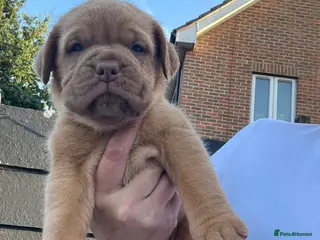 Dogue De Bordeaux dogs Dogue de Bordeaux pups - Advert 2