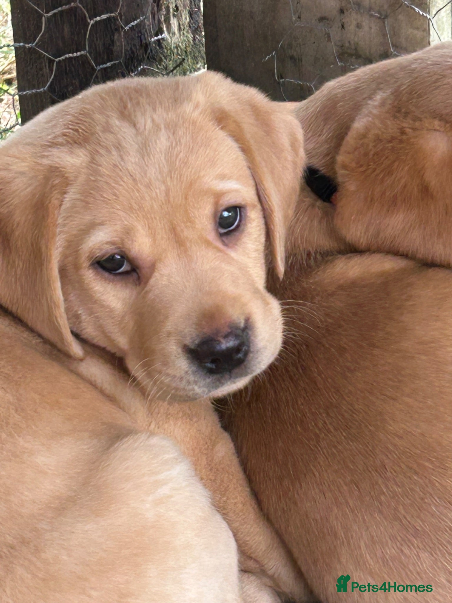 Labrador Retriever dogs KC yellow Labradors (Fox red) viewing this weekend - Advert 1