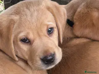 Labrador Retriever dogs KC yellow Labradors (Fox red) viewing this weekend - Advert 1