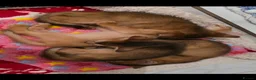 Abyssinian cats for sale: Beautiful Abyssinian female kittens  - Advert 17