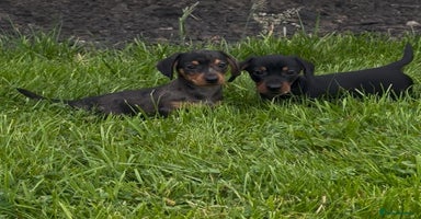 Miniature Dachshund dogs - Advert 13