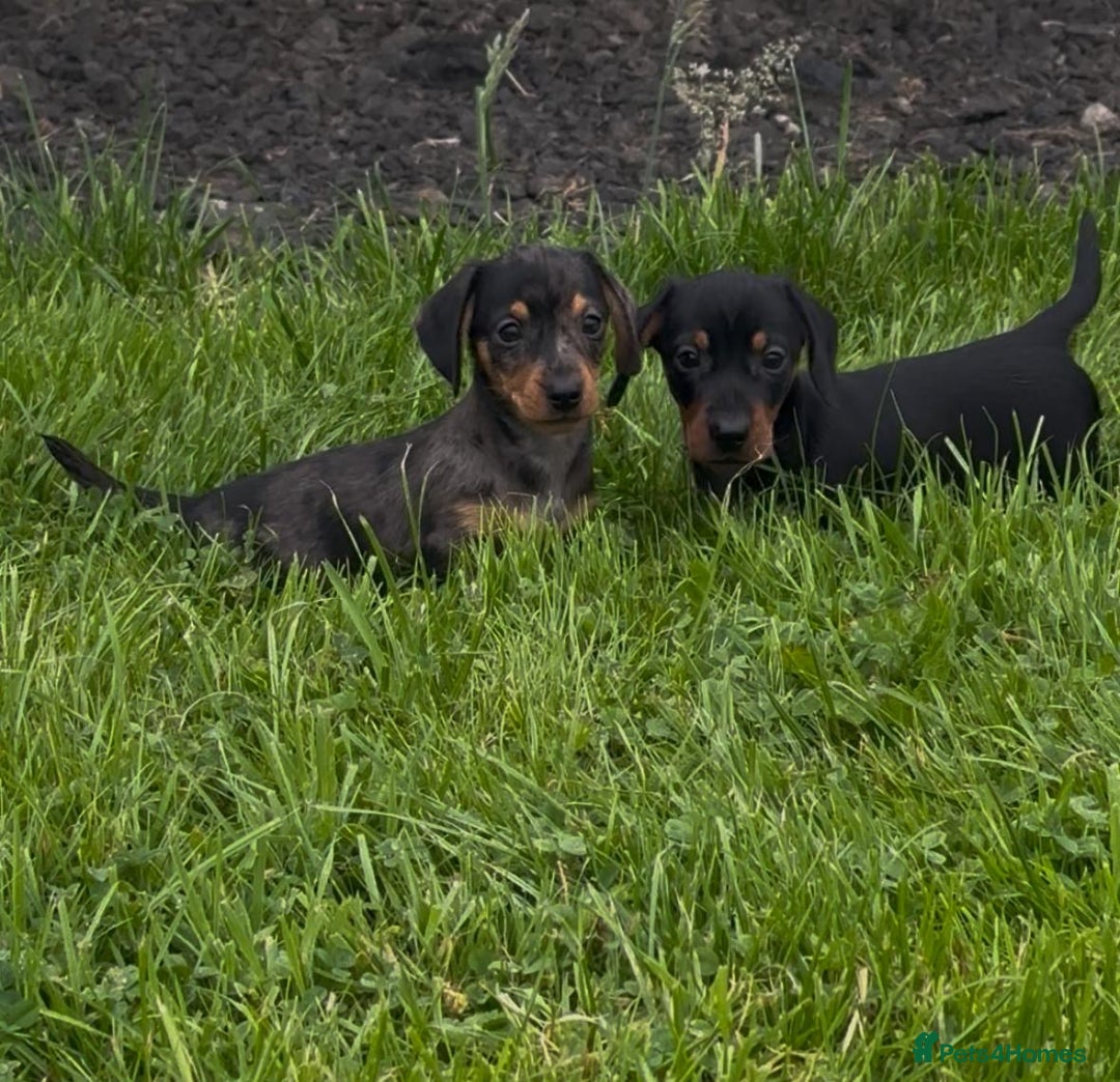 Miniature Dachshund dogs for sale: Miniature Dachshund smooth hair Kc reg - Image 3