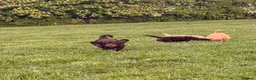 Cockapoo dogs for sale: Stunning F1 Cockerpoos🧸 - Advert 18