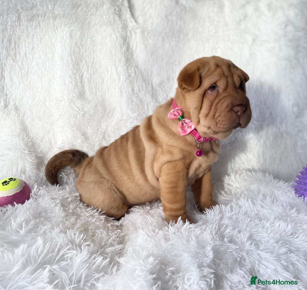 Shar Pei dogs for sale: ⭐️ Girl Shar Pei puppy For Sale ⭐️ - Advert 6