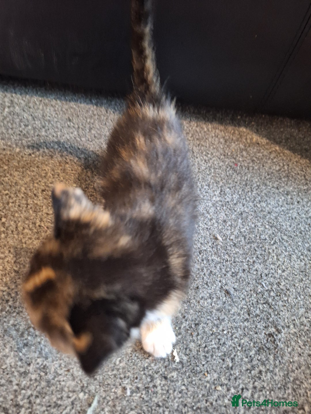 Mixed Breed cats for sale: Mix breed kittens, 1/4 ragdoll  - Advert 15