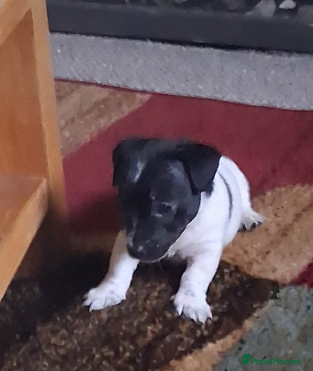 Jack Russell dogs for sale: Jack Russell puppies - Advert 5