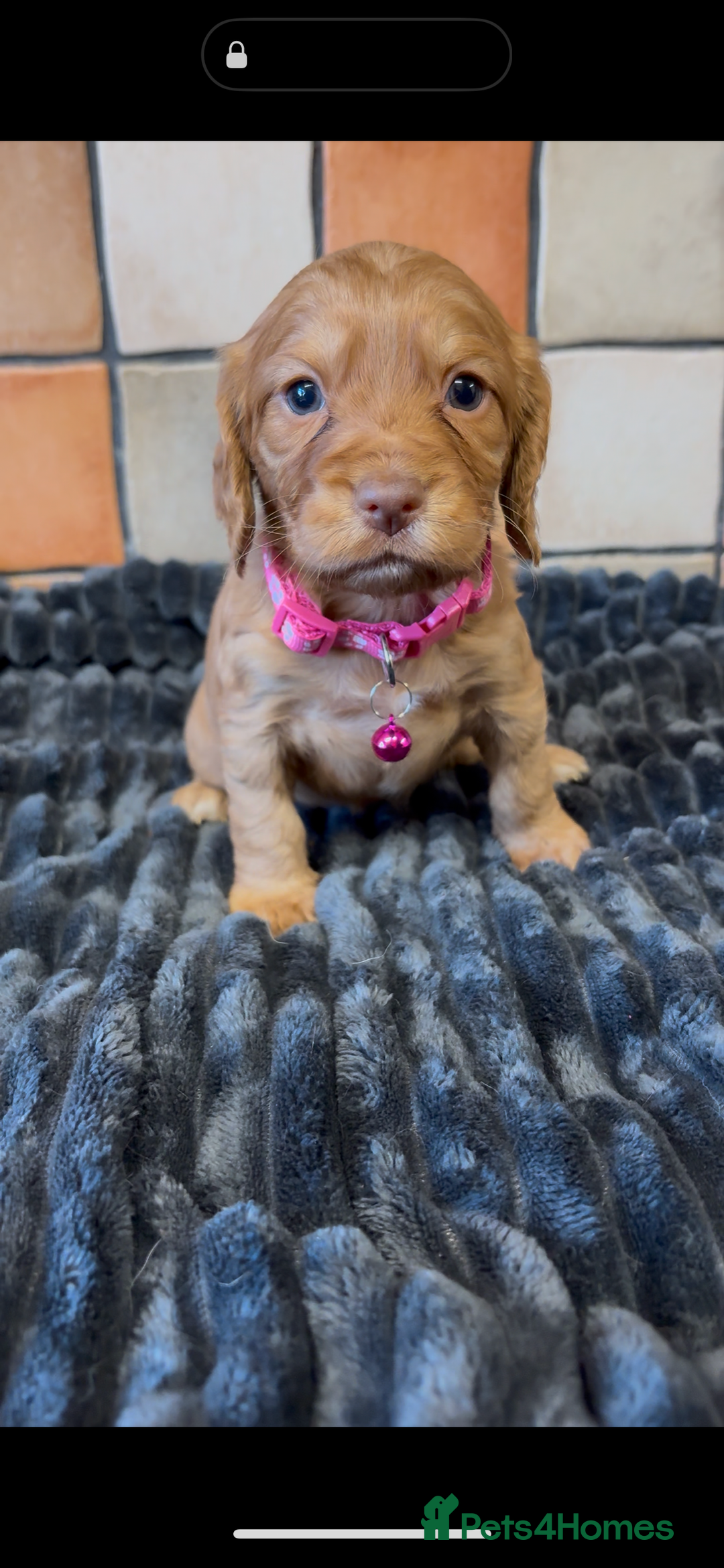 Cocker Spaniel dogs for sale: Golden Cocker spaniel puppies working bred  - Advert 2