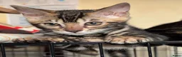 Bengal cats for sale: Gorgeous Marble Bengal Kittens - Ready Now - Advert 4