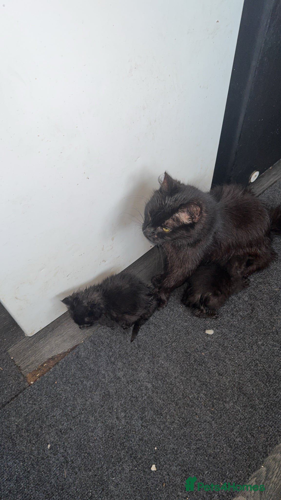 Mixed Breed cats Cute kittens  - Advert 1