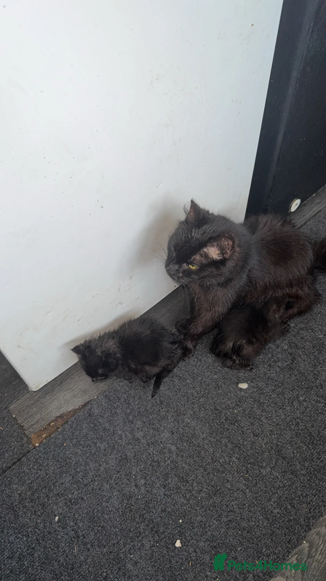 Mixed Breed cats for sale: Cute kittens  - Advert 1