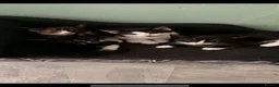 Mixed Breed cats for sale: Kittens in Newcastle upon Tyne - Advert 7
