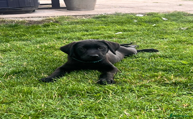 Labrador Retriever dogs - Advert 2
