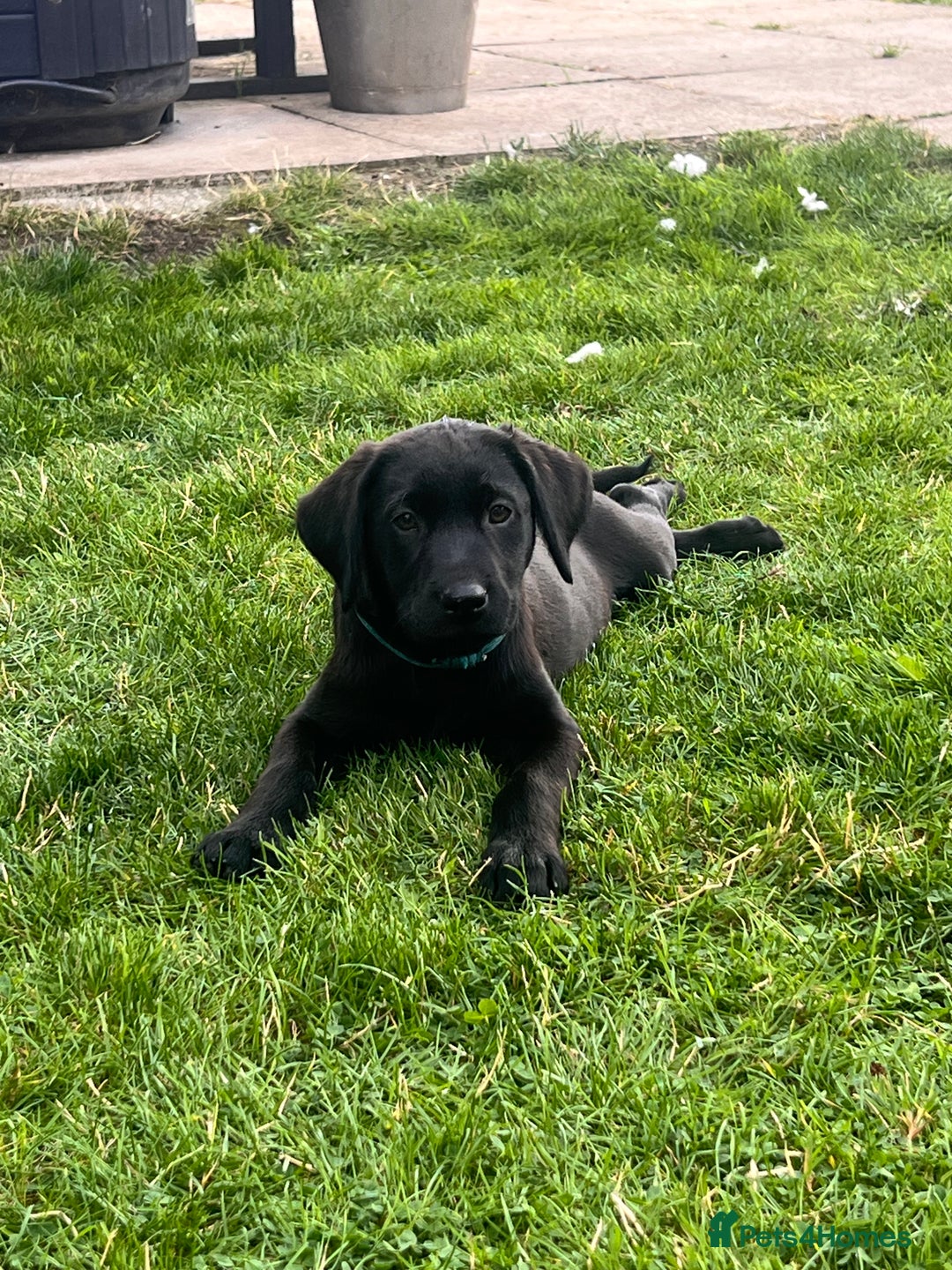 Labrador Retriever dogs for sale: KC Registered Black Labrador Pups 🐾 - Image 3