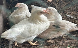 Chickens poultry for sale: Pol hybrid dark, blue and olive egg layers  - Image 18