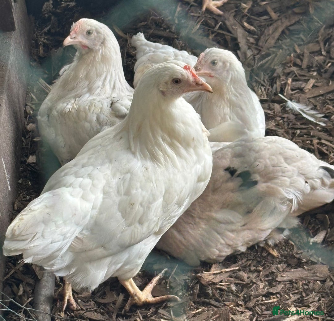 Chickens poultry for sale: Pol hybrid dark, blue and olive egg layers  - Image 18