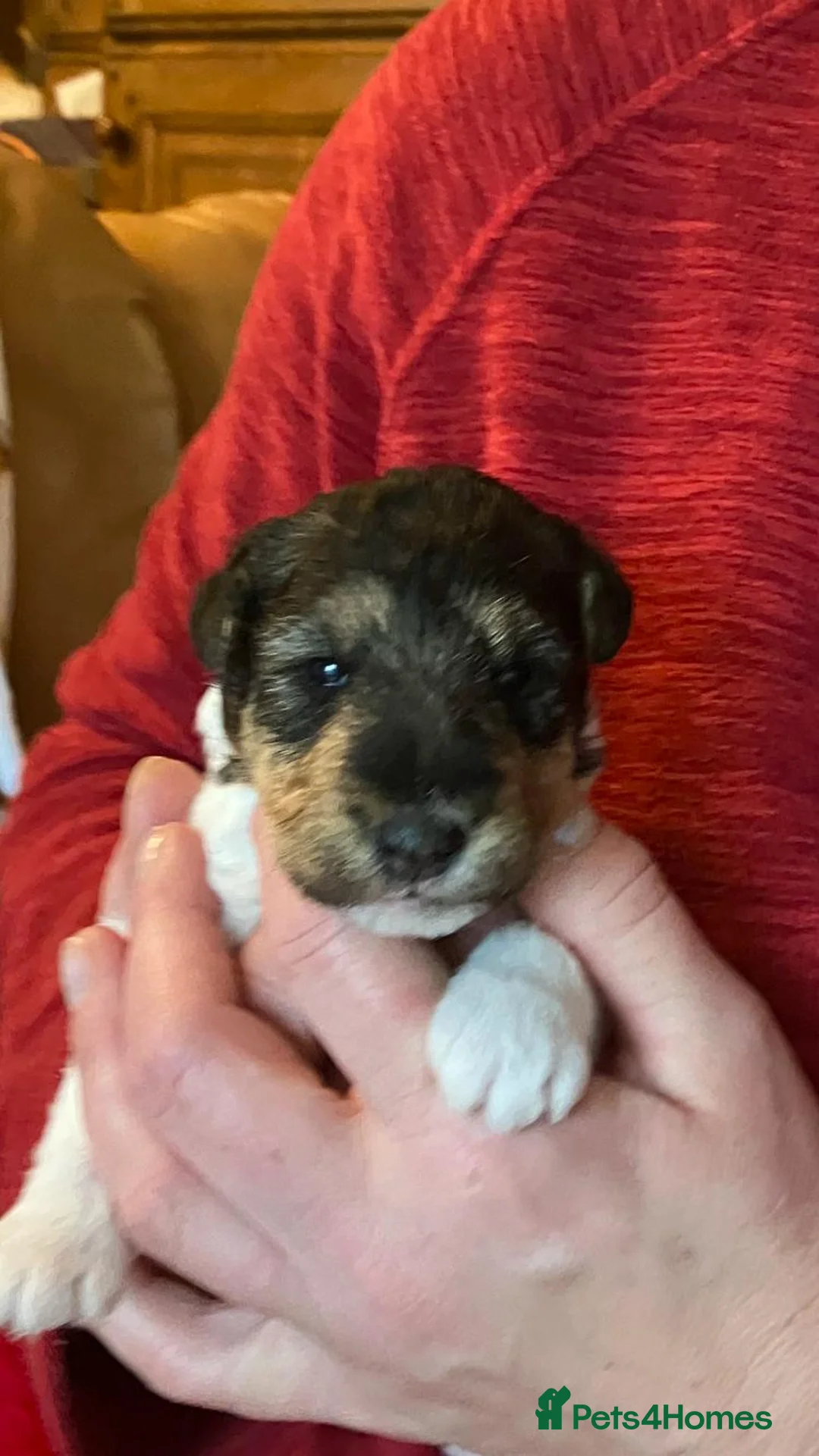 Fox Terrier dogs for sale: Fox Terrier wire haired - Advert 5