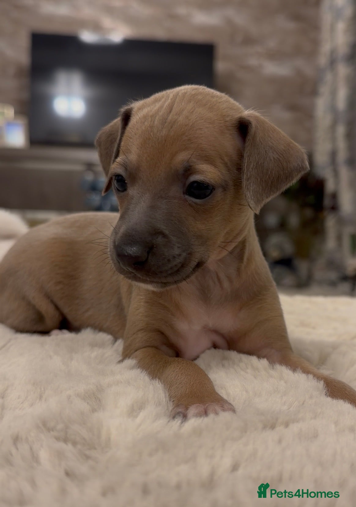 Italian Greyhound dogs Italian greyhound puppies for sale  - Advert 1