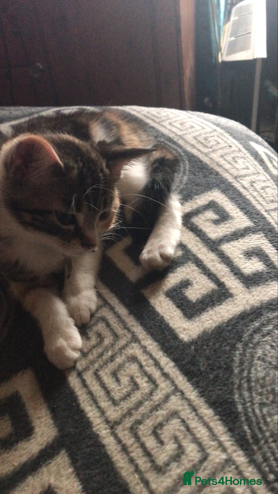 Mixed Breed cats for sale: Miss and her beautiful babies   - Advert 3