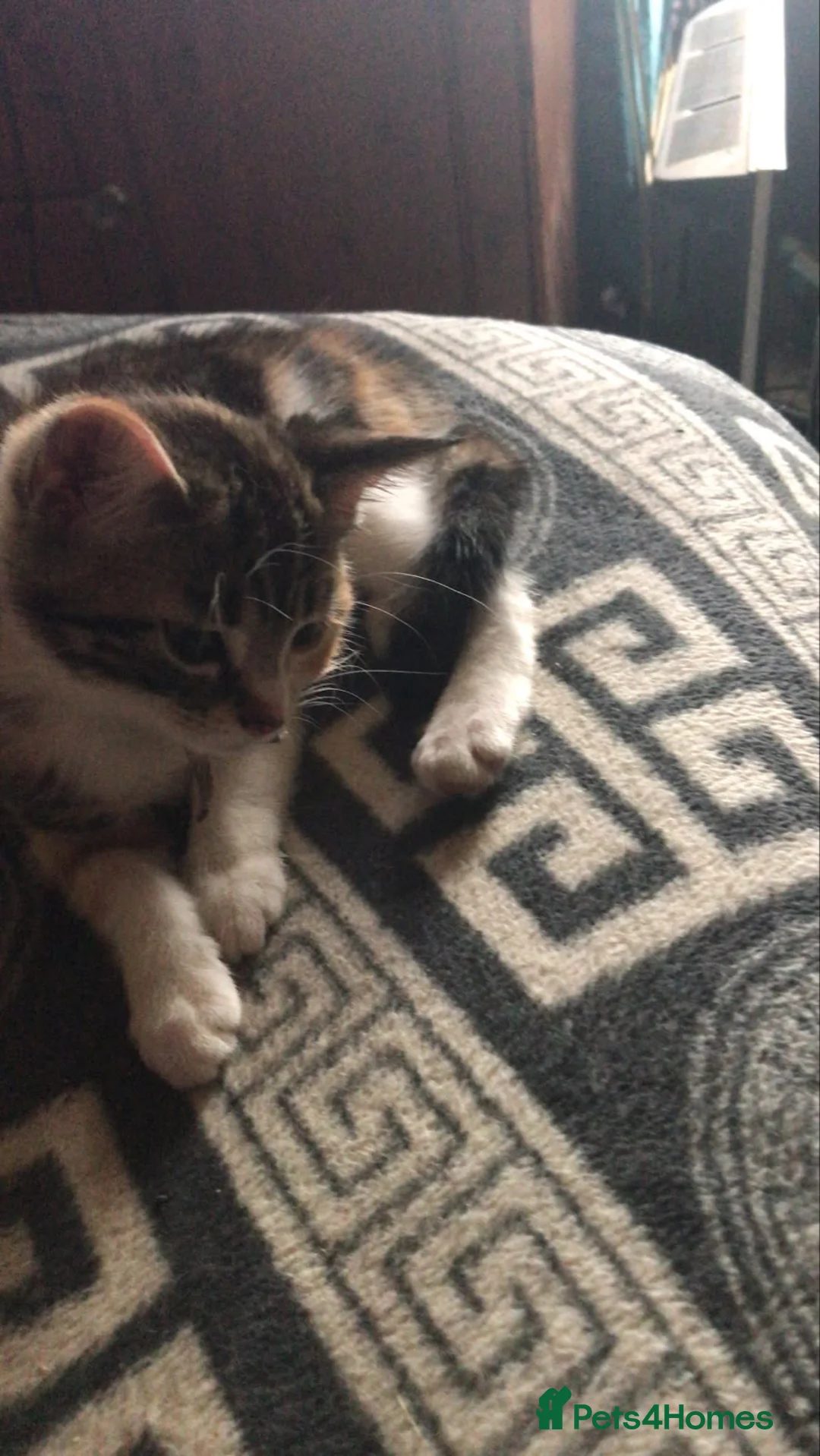 Mixed Breed cats for sale: Miss and her beautiful babies   - Advert 1