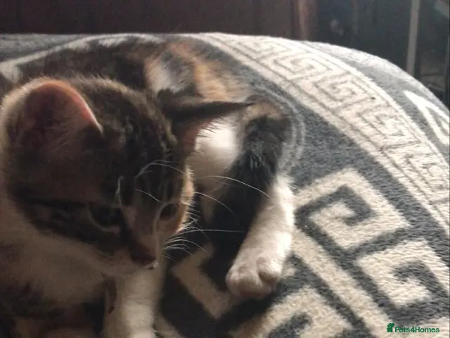 Mixed Breed cats for sale: Miss and her beautiful babies - Advert 4