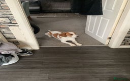 Beagle dogs for sale: Beagle named Rolo - Image 3