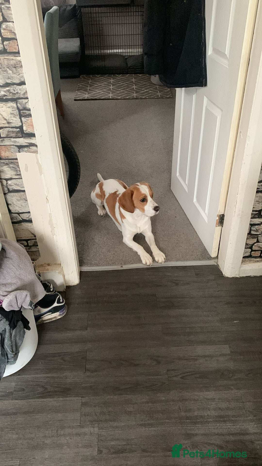 Beagle dogs for sale: Beagle named Rolo - Image 3
