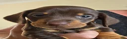 Dachshund dogs for sale: 7 beautiful dachshund puppies  in Deeside - Advert 5