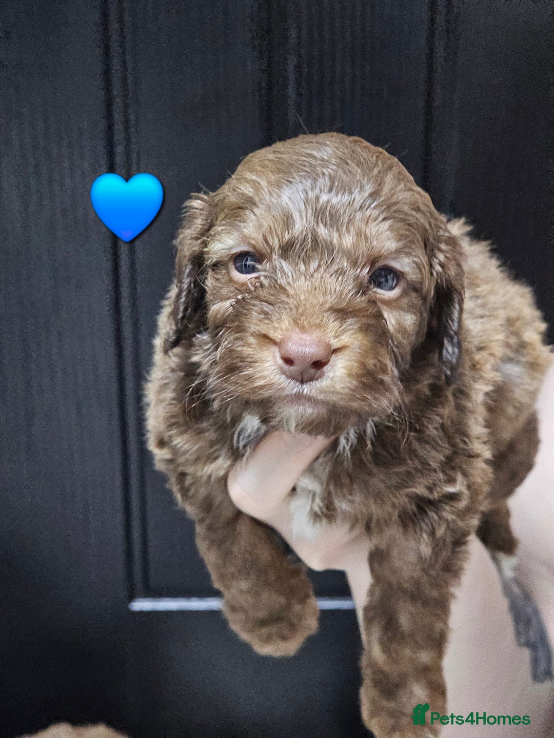 Cockapoo dogs for sale: F1 cockapoo puppies  - Advert 2