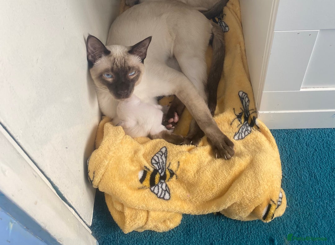 Siamese cats for sale: Siamese cat for sale - Image 6