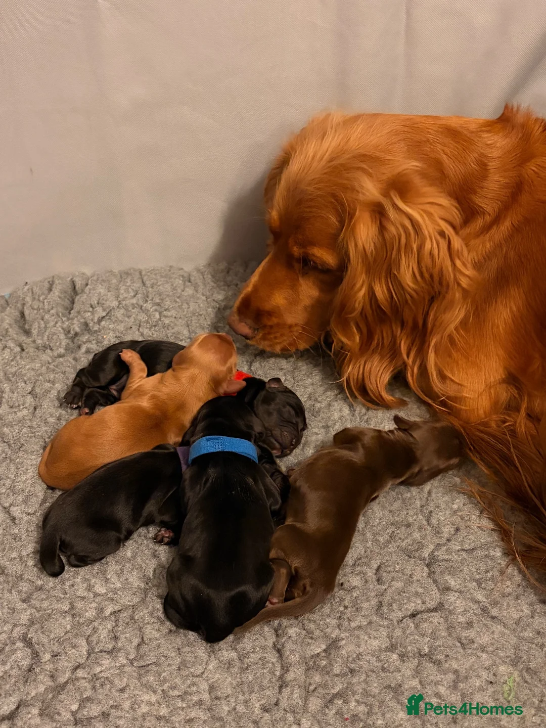 Cocker Spaniel dogs for sale: KC Working cocker spaniels - Advert 8