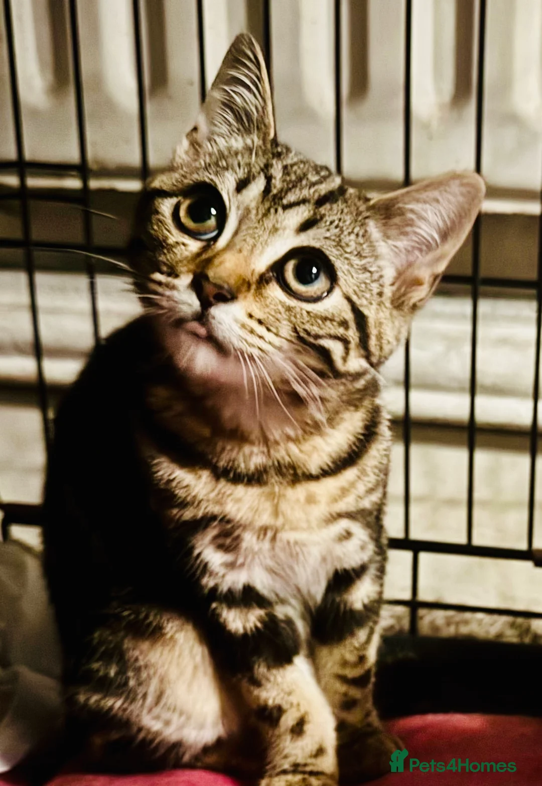 Mixed Breed cats for sale: Elmo and Pixie  in Sutton Coldfield - Advert 4