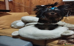 Yorkshire Terrier dogs for sale: 💝💝💝Both sides many champions 💝💝💝 in Leeds - Image 19