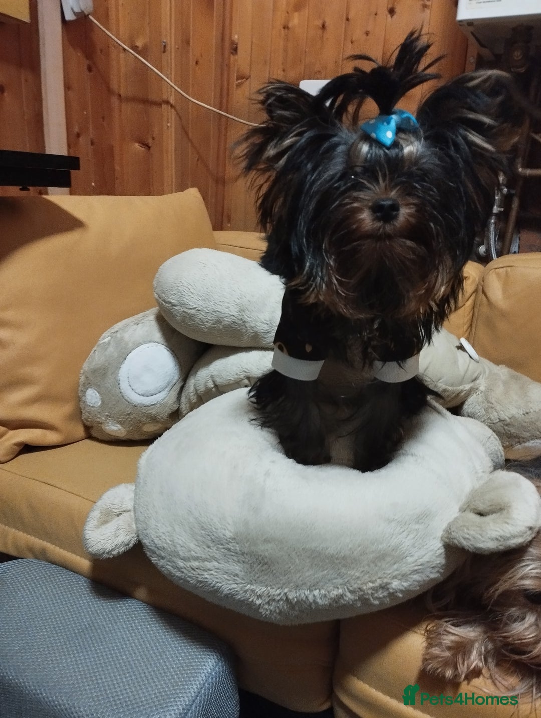Yorkshire Terrier dogs for sale: 💝💝💝Both sides many champions 💝💝💝 in Leeds - Image 19