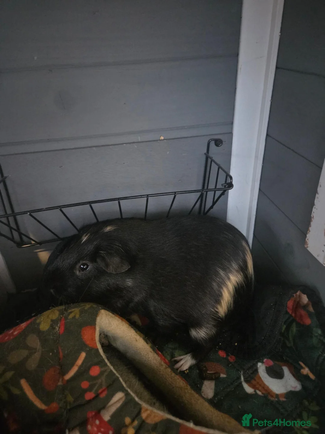 Mixed Breed rabbits for sale: Guinea Pigs in Lydney - Advert 6