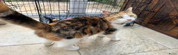 Mixed Breed cats for sale: Friendly Kittens Looking for Loving Homes - Advert 3