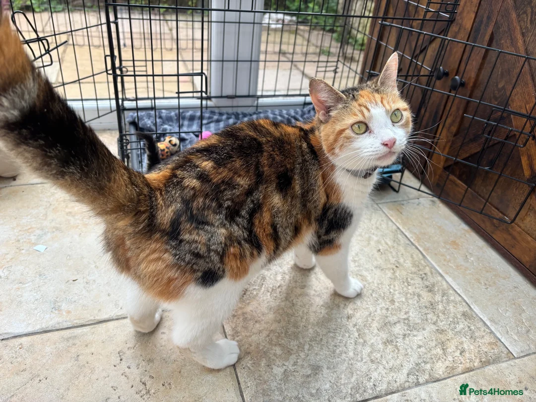 Mixed Breed cats for sale: Friendly Kittens Looking for Loving Homes - Advert 3