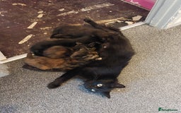 Mixed Breed cats for sale: 4 female kittens - Image 5