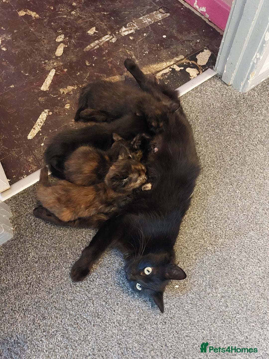 Mixed Breed cats for sale: 4 female kittens - Image 5