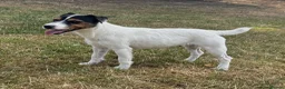 Jack Russell dogs for sale: Young female JRT for sale - Advert 6