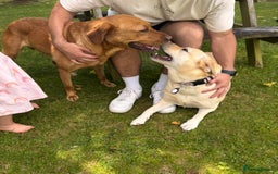 Labrador Retriever dogs for sale: Upcoming Litter of Labradors - Due around 10th Sep - Image 2
