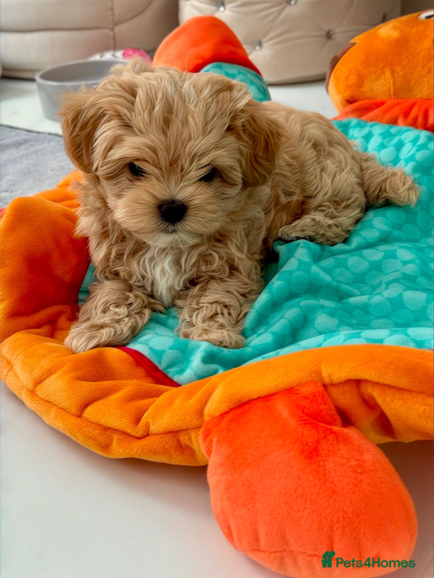 Maltipoo dogs 💎🧸  Luxury  Asian  Maltipoo DNA clear💎🧸   - Advert 3