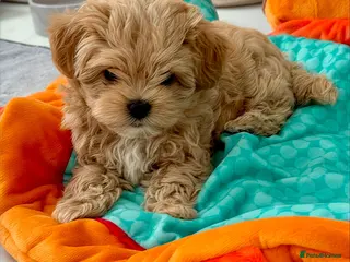Maltipoo dogs 💎🧸 Luxury Asian Maltipoo DNA clear💎🧸 - Advert 3