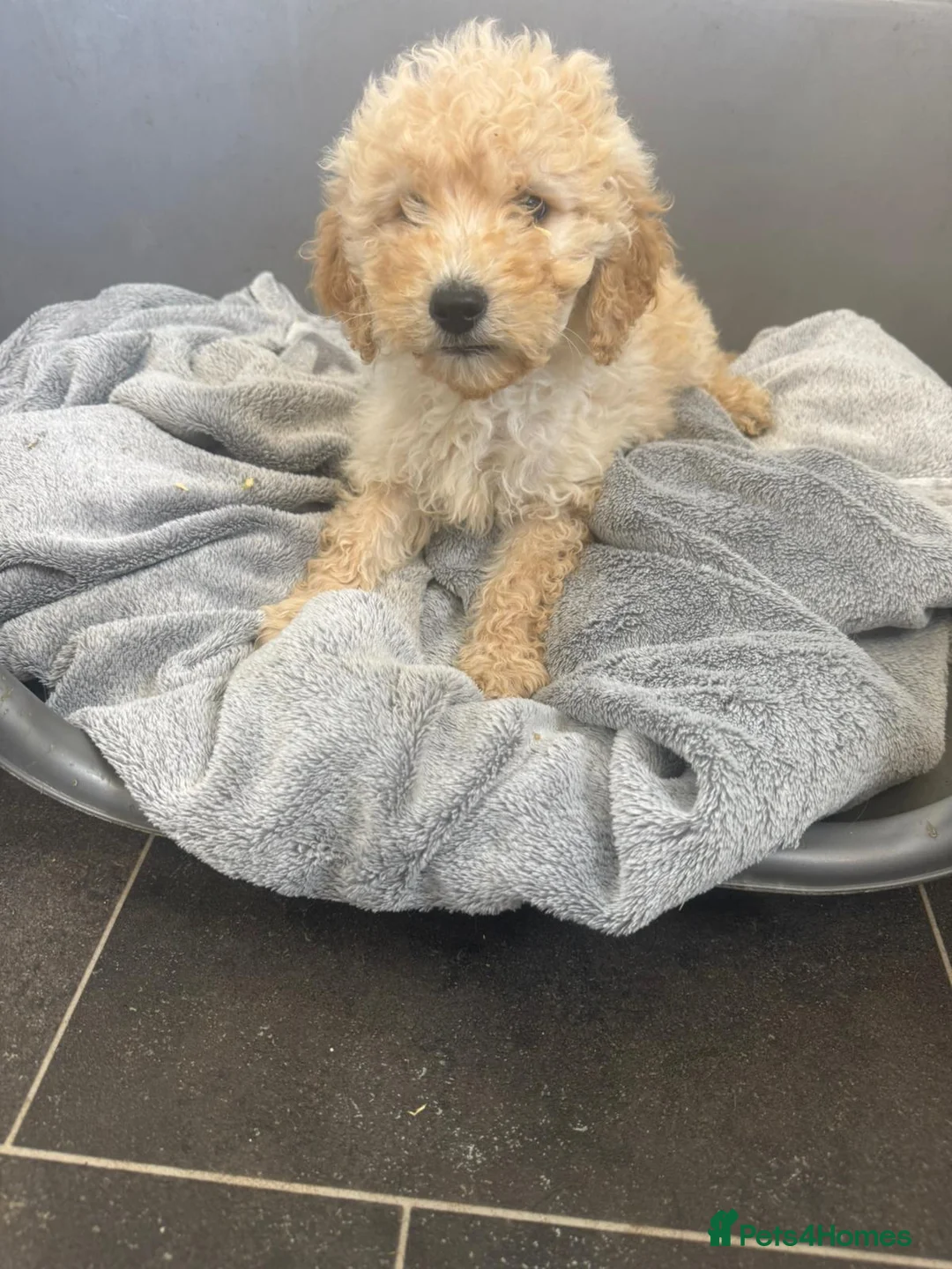 Mixed Breed dogs for sale: Goldendoodle - 8 Month Old in Glasgow - Advert 2