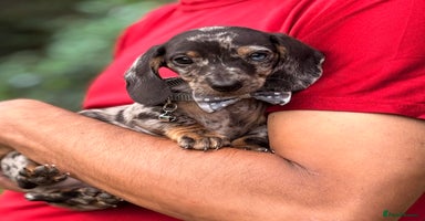 Miniature Dachshund dogs - Advert 13