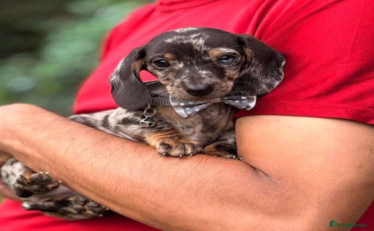 Miniature Dachshund dogs - Advert 12