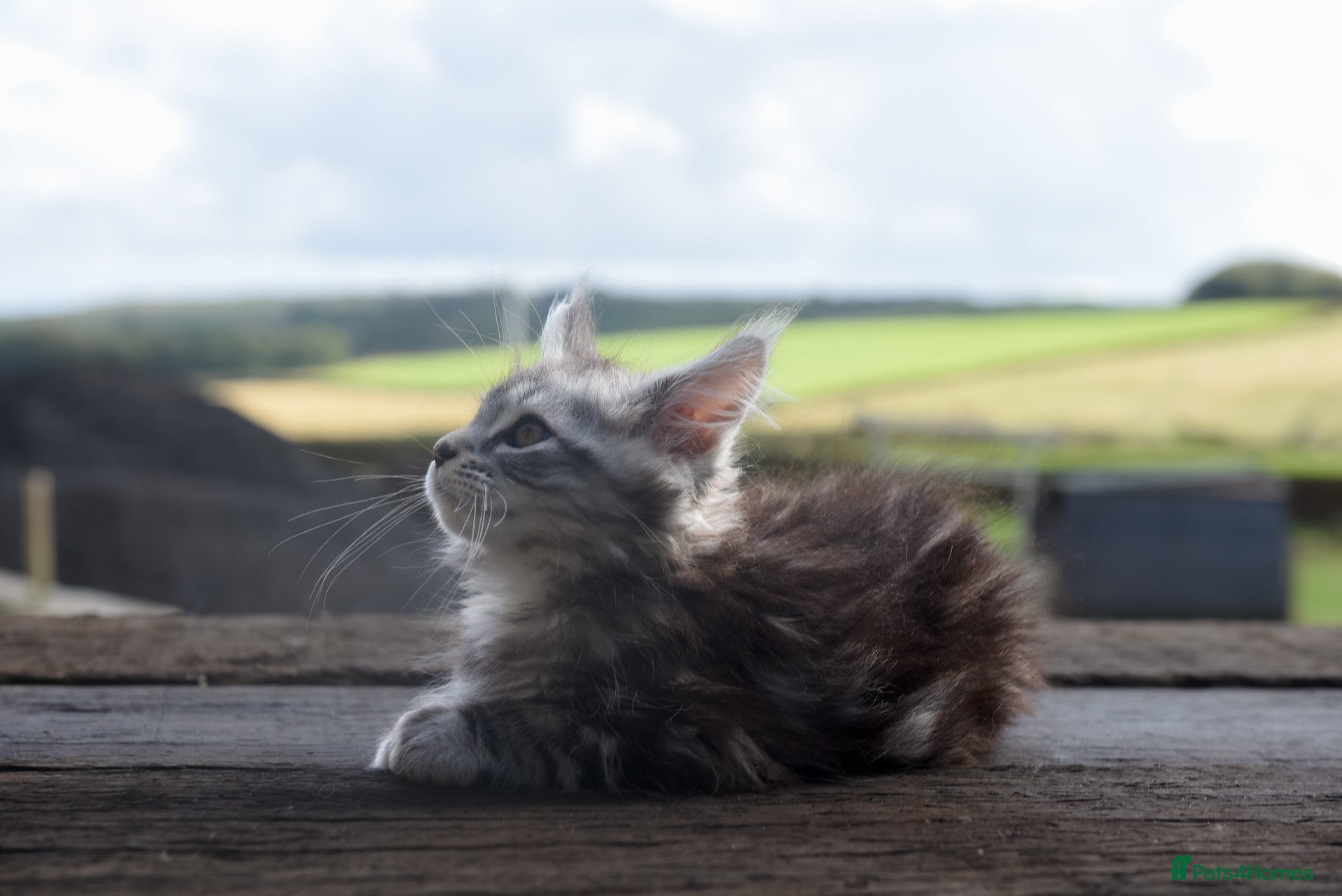 Maine Coon cats Xl Maine coon kittens 12 week 12th sept  - Advert 2