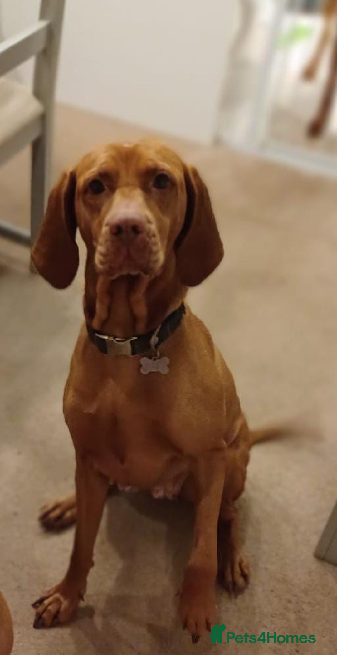 Hungarian Vizsla dogs for sale: KC Reg Hungarian Vizsla Puppies-Imported Lineage - Image 7